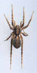 Pardosa milvina