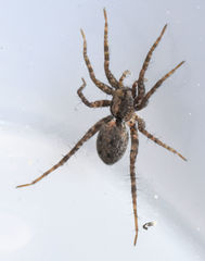 Pardosa milvina