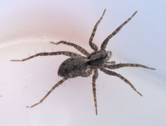 Pardosa milvina