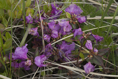 Rhododendron sichotense