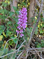 Francoa appendiculata
