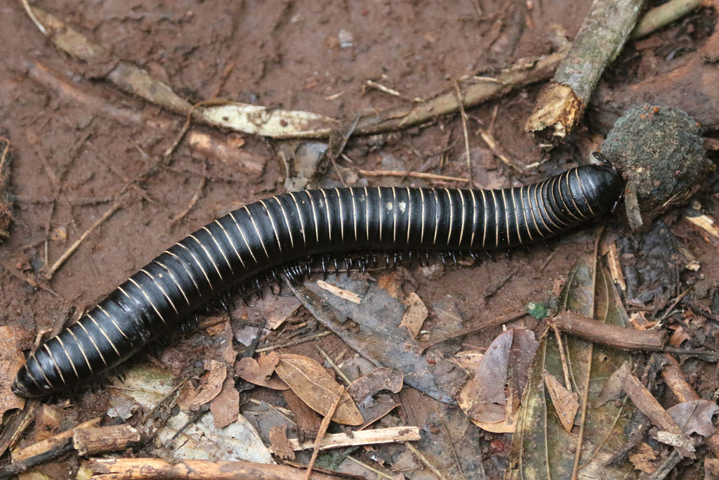 Odontostreptus