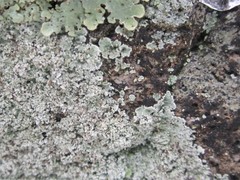 Lepraria normandinoides