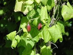 Passiflora rubra