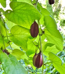 Passiflora rubra