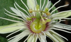 Passiflora rubra