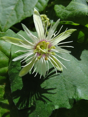 Passiflora rubra