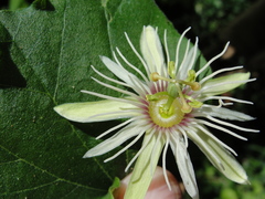 Passiflora rubra