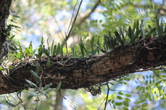 Microgramma mortoniana