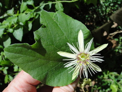 Passiflora rubra