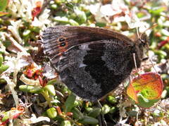 Erebia disa