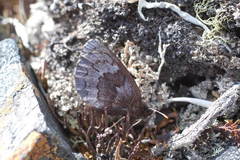 Erebia disa