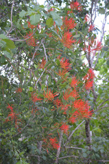 Psittacanthus schiedeanus