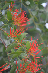 Psittacanthus schiedeanus