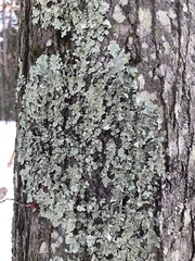 Flavoparmelia soredians
