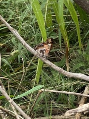 Charaxes jahlusa
