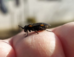 Sciapteryx costalis soror