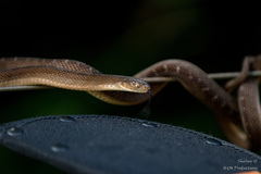 Dasypeltis medici