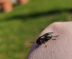 Sciapteryx costalis soror