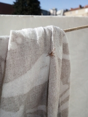 Araneae