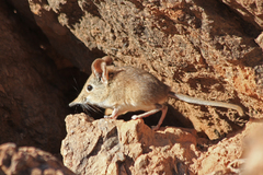 Petrosaltator rozeti