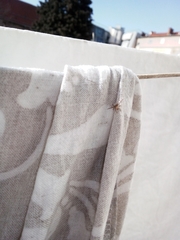 Araneae