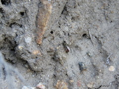 Lasioglossum zephyrus