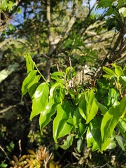 Casearia sylvestris
