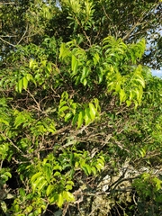 Casearia sylvestris