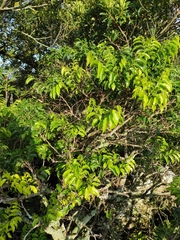 Casearia sylvestris