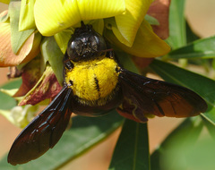 Xylocopa ruficornis