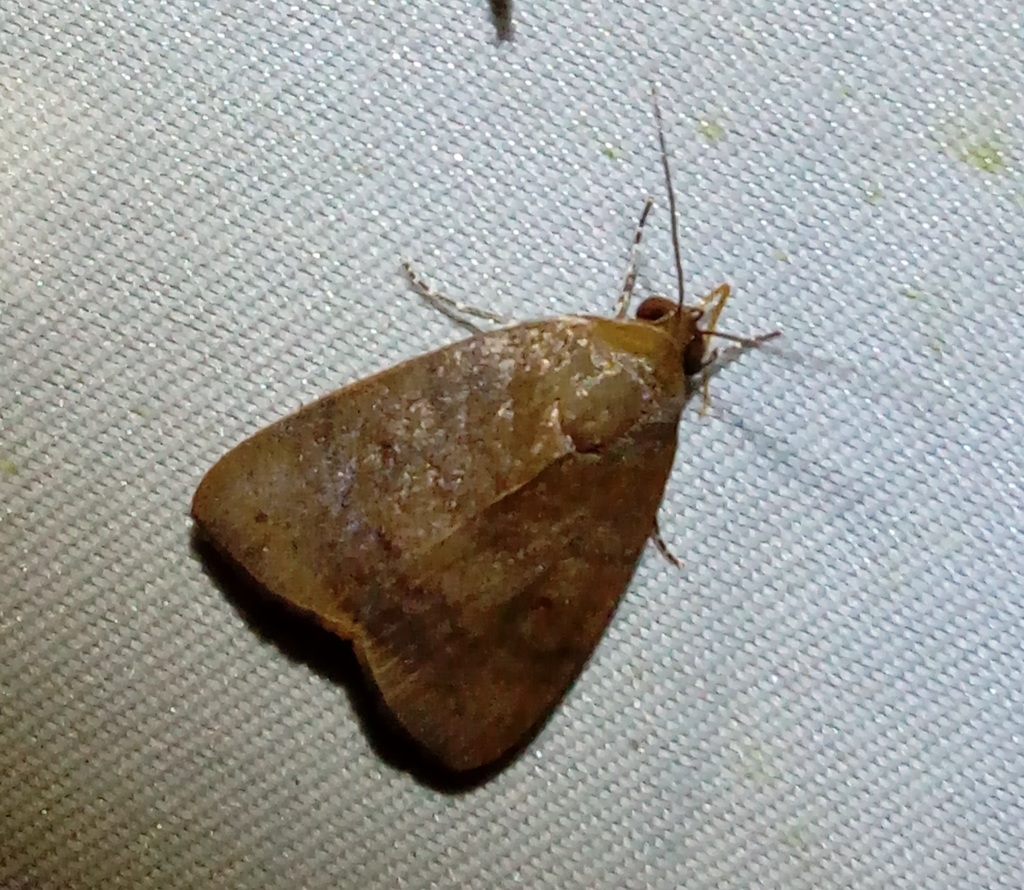 Maurilia iconica (Maurilia iconica)