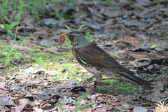 Turdus pilaris