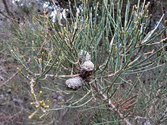 Allocasuarina striata