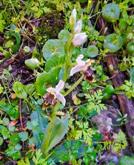 Ophrys dodekanensis