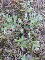 Jacobaea borysthenica