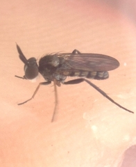 Rhaphium lugubre