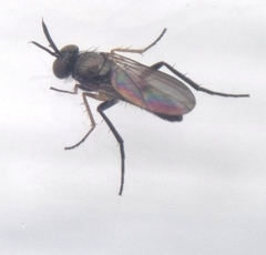 Rhaphium lugubre
