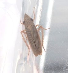 Draeculacephala septemguttata