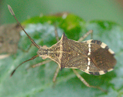 Cletomorpha benita