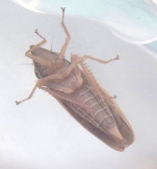 Draeculacephala septemguttata