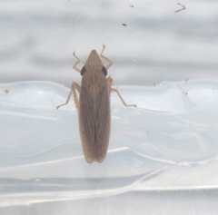 Draeculacephala septemguttata