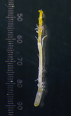 Blumea oxyodonta