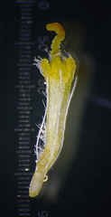 Blumea oxyodonta
