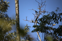Psilopogon malabaricus