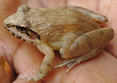 Brown Leaping Frog photo 3