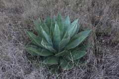 Agave wocomahi