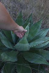 Agave wocomahi
