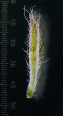 Blumea oxyodonta