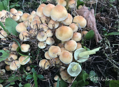 Hypholoma fasciculare